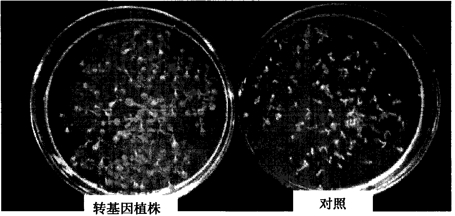 Heavy metal binding protein gene derived from radio-resistant bacterium and application of gene in heavy metal resistance