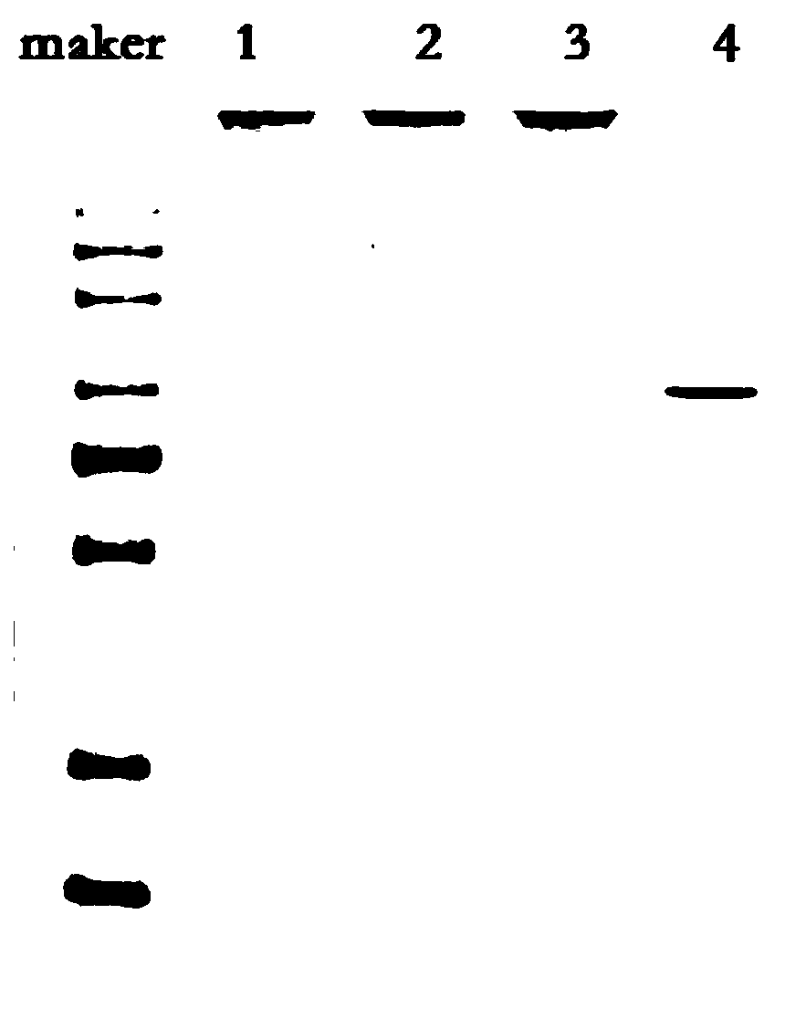 Site-specific mutagenesis carrier protein and application thereof in preparation of vaccines