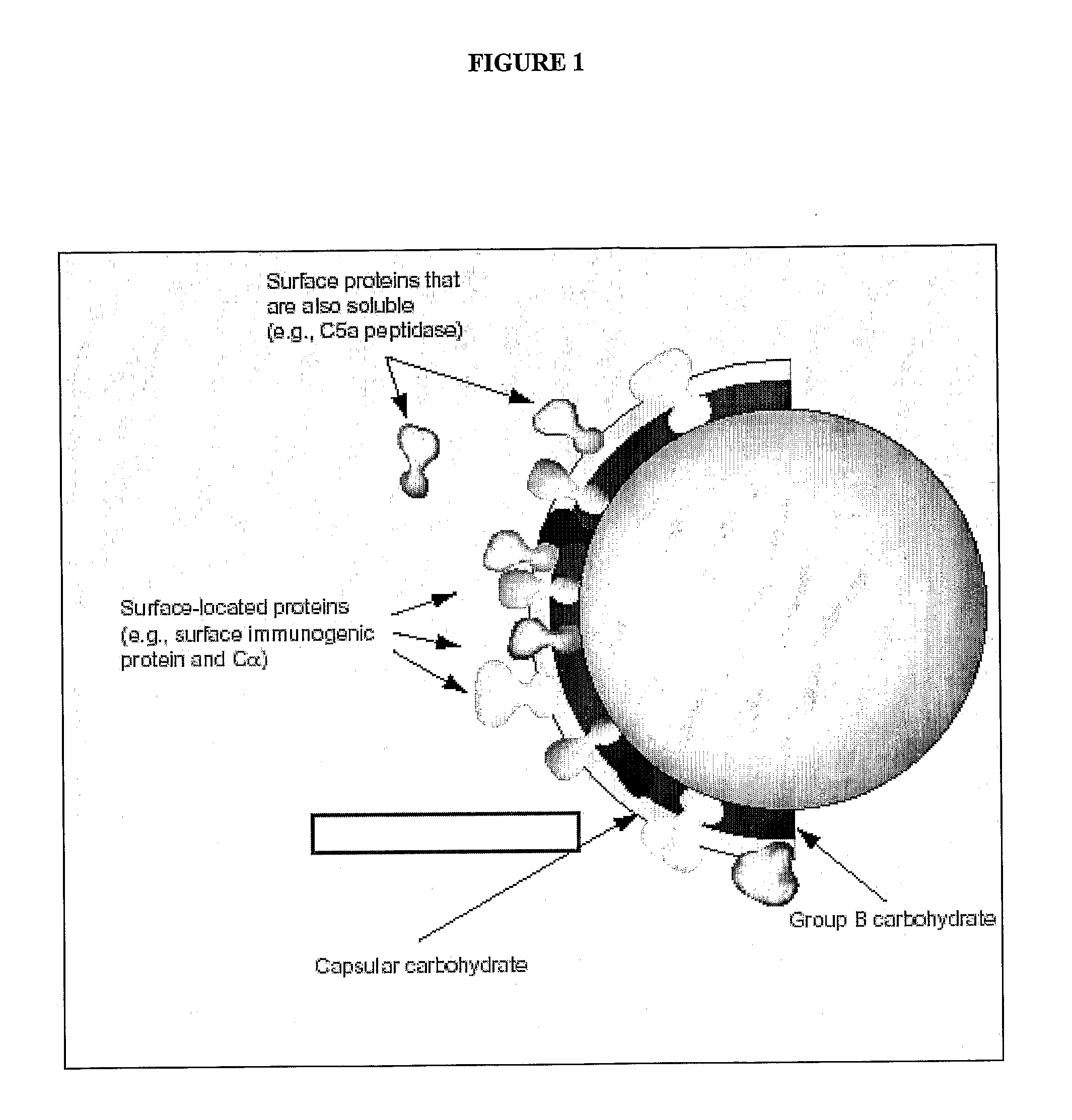 Fermentation processes for cultivating streptococci and purification processes for obtaining cps therefrom