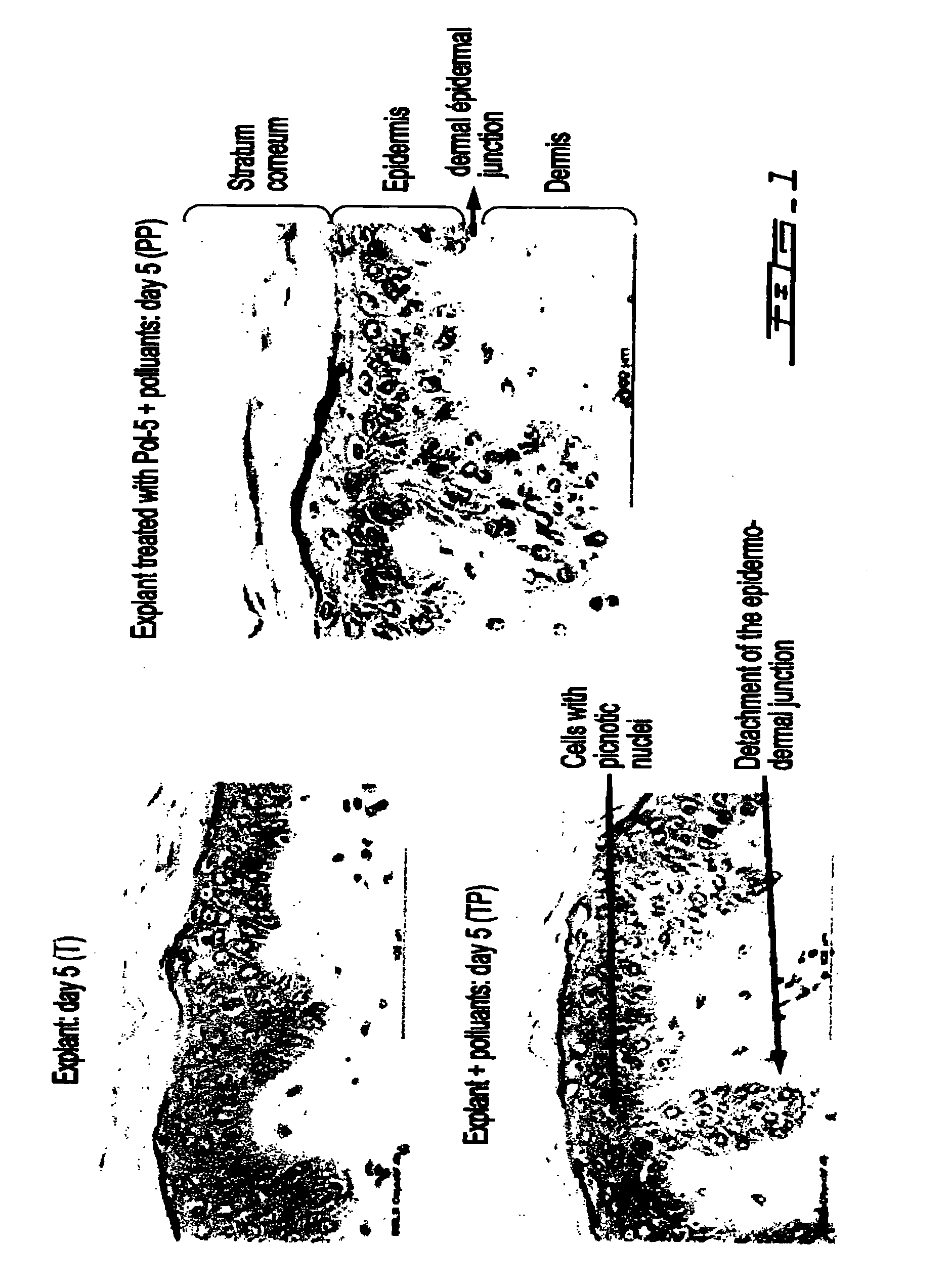 Cosmetic compositions comprising exopolysaccharides derived from microbial mats, and use thereof