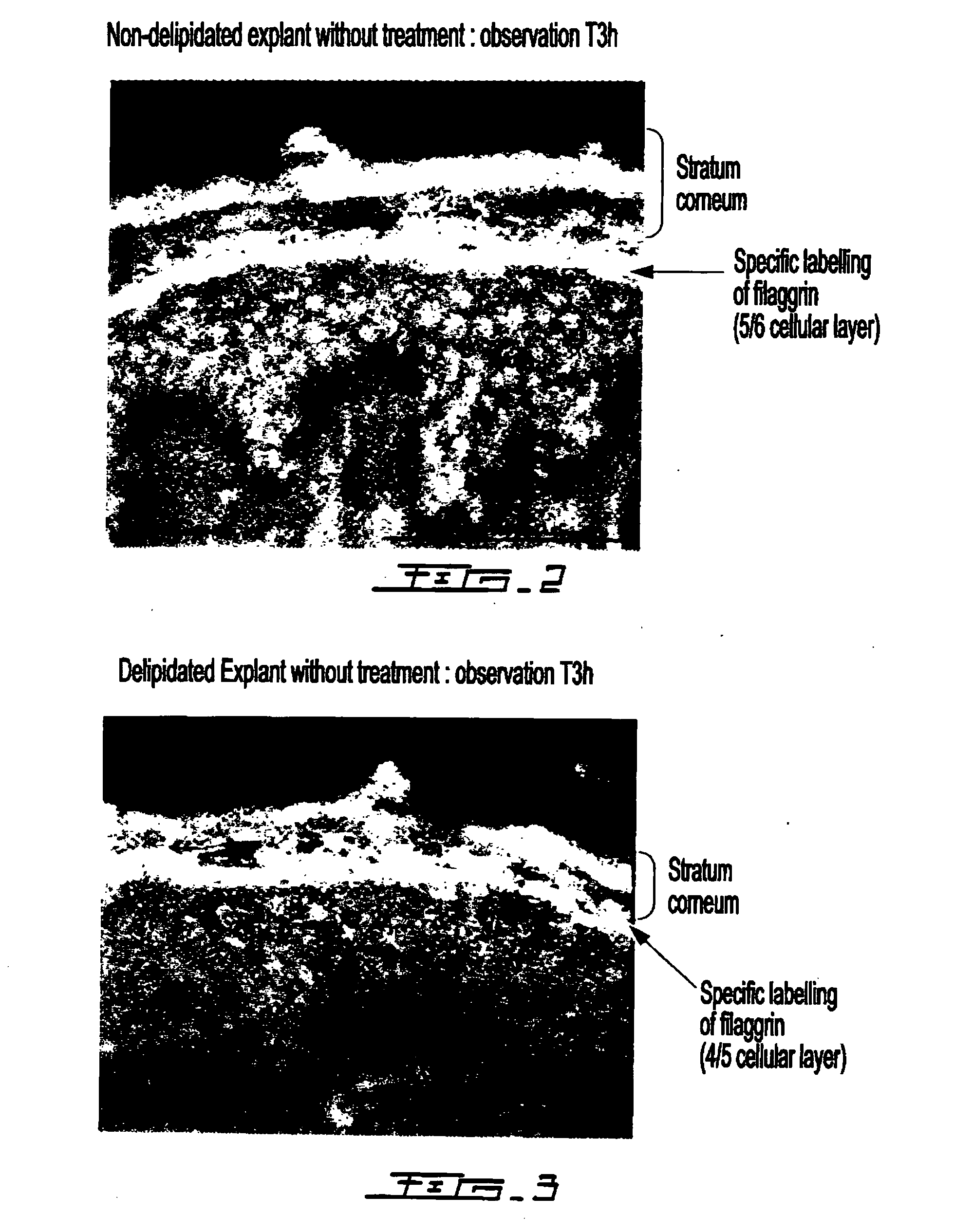 Cosmetic compositions comprising exopolysaccharides derived from microbial mats, and use thereof