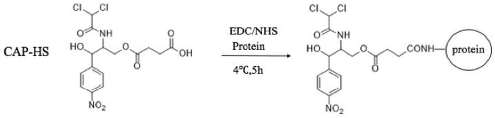 Screening method of single memory B cell and application of single memory B cell in preparation of small-molecular monoclonal antibody