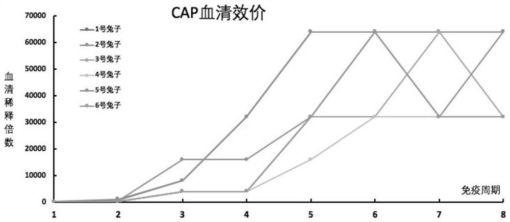 Screening method of single memory B cell and application of single memory B cell in preparation of small-molecular monoclonal antibody