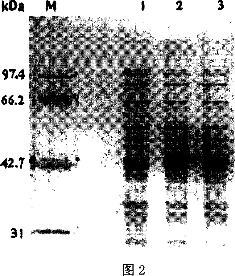 Method for preparing rebuilding heat-resistant xylose/dextrose isomerase by employing pHsh expression system