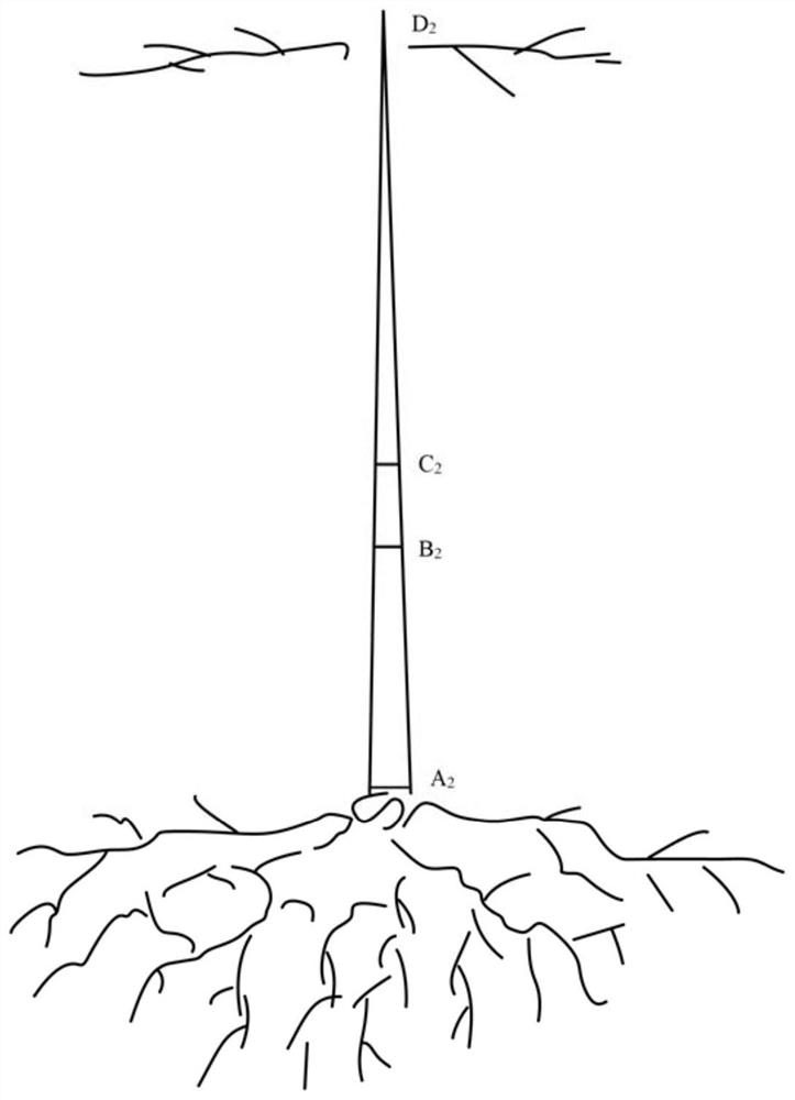 Trunk section cultivation method for living body art trunk grafting modeling of lythraceae lagerstroemia plants