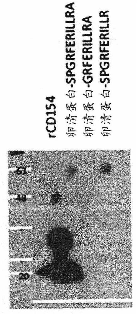 CD154 binding polypeptides and uses thereof