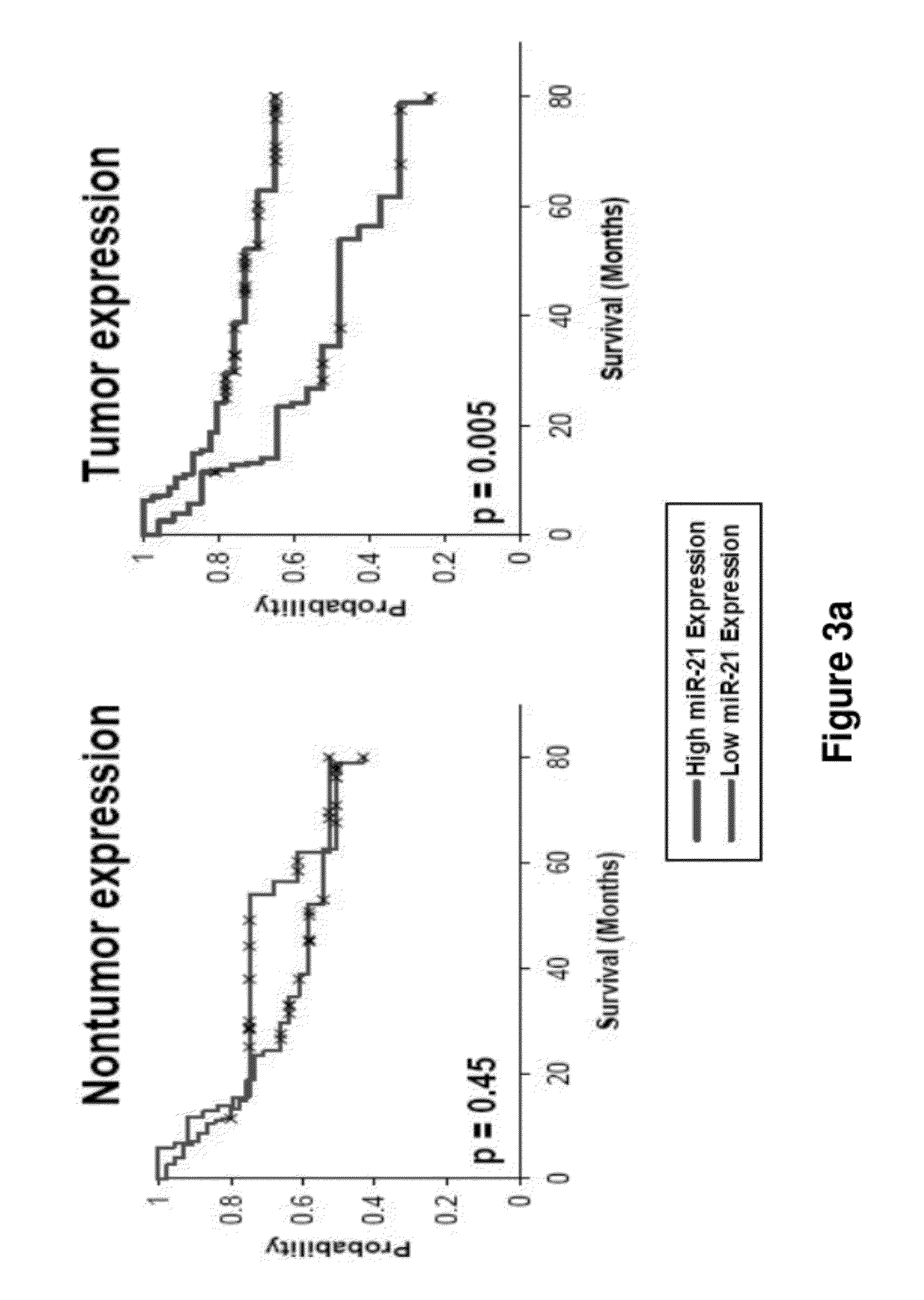 METHOD OF DIAGNOSING POOR SURVIVAL PROGNOSIS COLON CANCER USING miR-181b