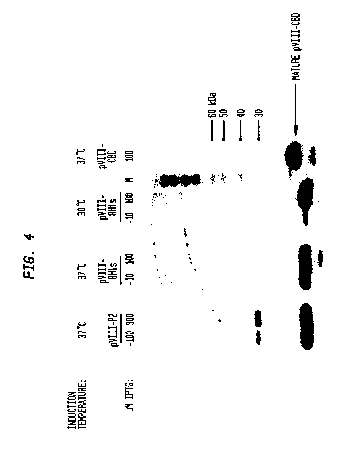 Methods and Compositions for Targeting Proteins of Interest to the Host Cell Envelope