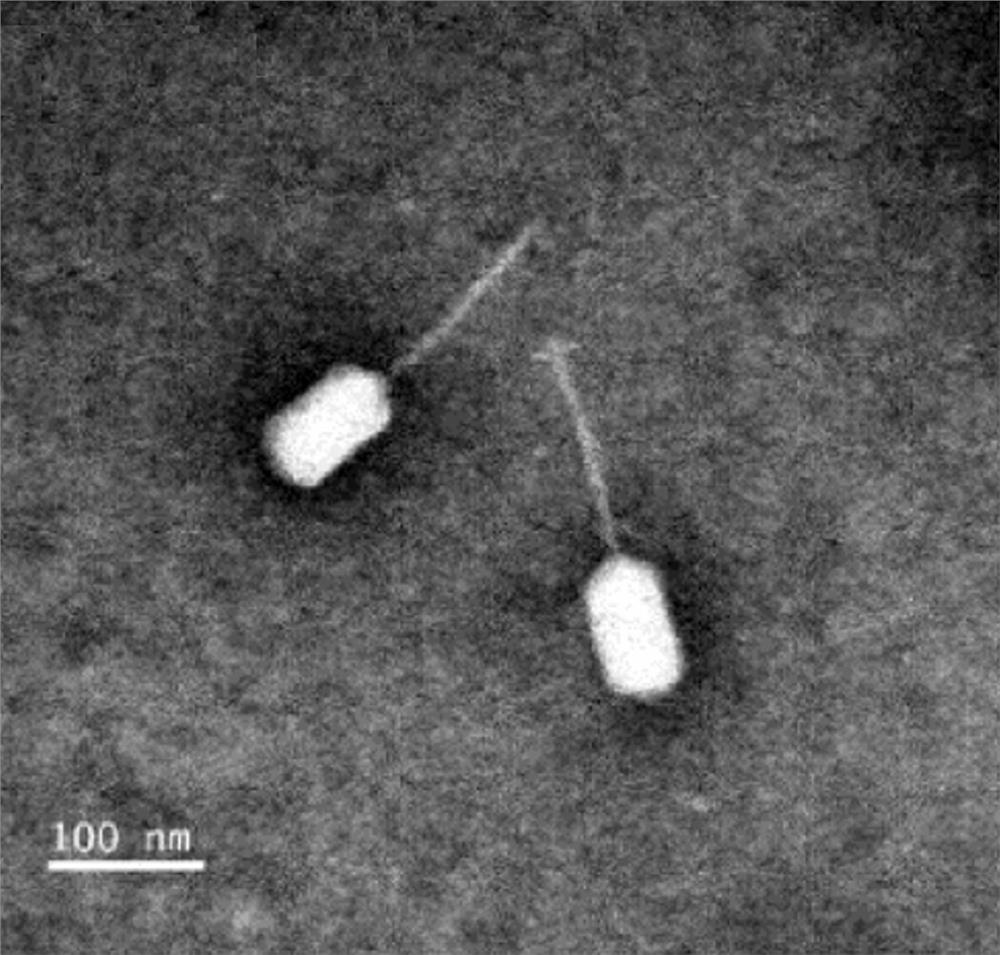 Vibrio alginolyticus phage and its application