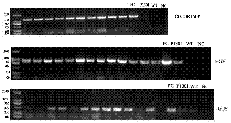 Capsella bursapastoris cold regulated protein gene promoter and application thereof in plant cold resistance improvement