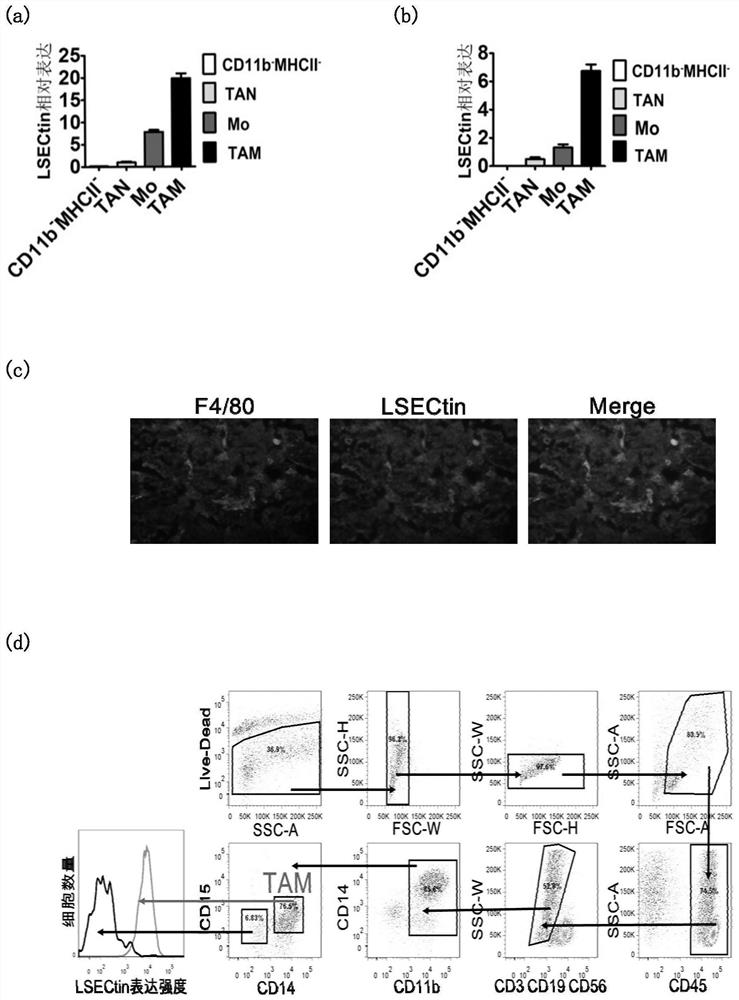 Cancer immunotherapy targets targeting tumor-associated macrophages