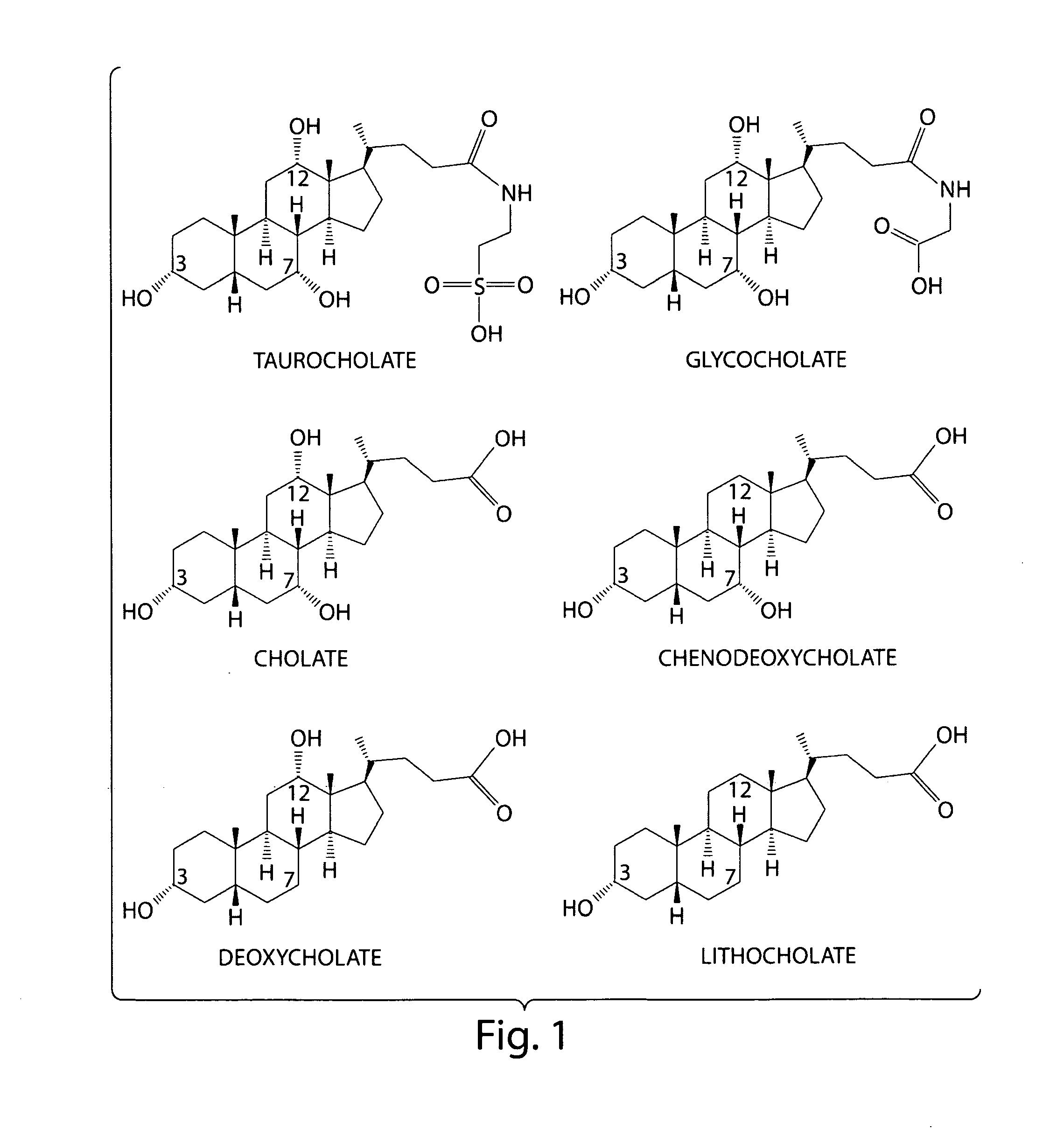 Methods and compositions for inhibiting clostridium difficile spore germination and outgrowth