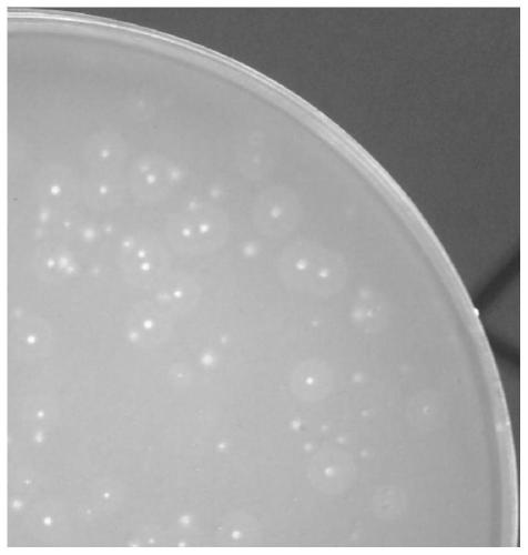 Vibrio parahaemolyticus phage and application thereof in prevention of stichopus japonicus disease