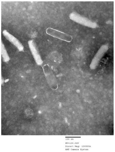 Vibrio parahaemolyticus phage and application thereof in prevention of stichopus japonicus disease