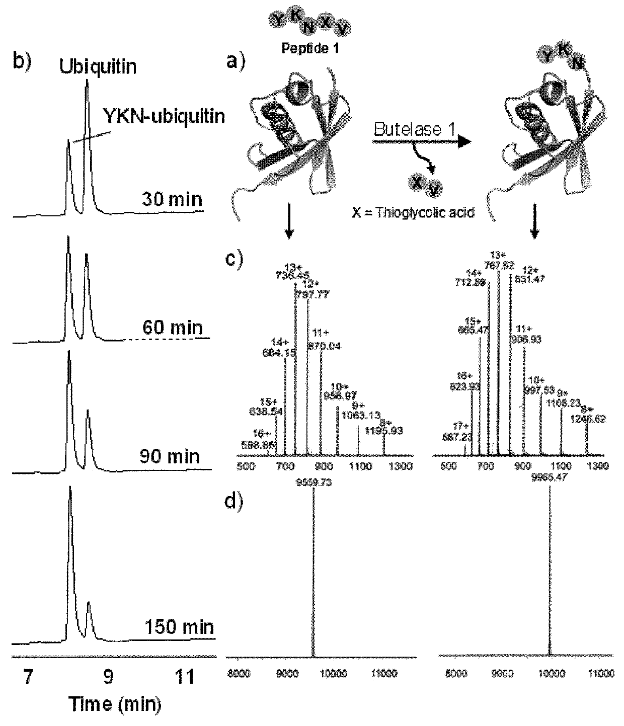 Butelase-mediated peptide ligation