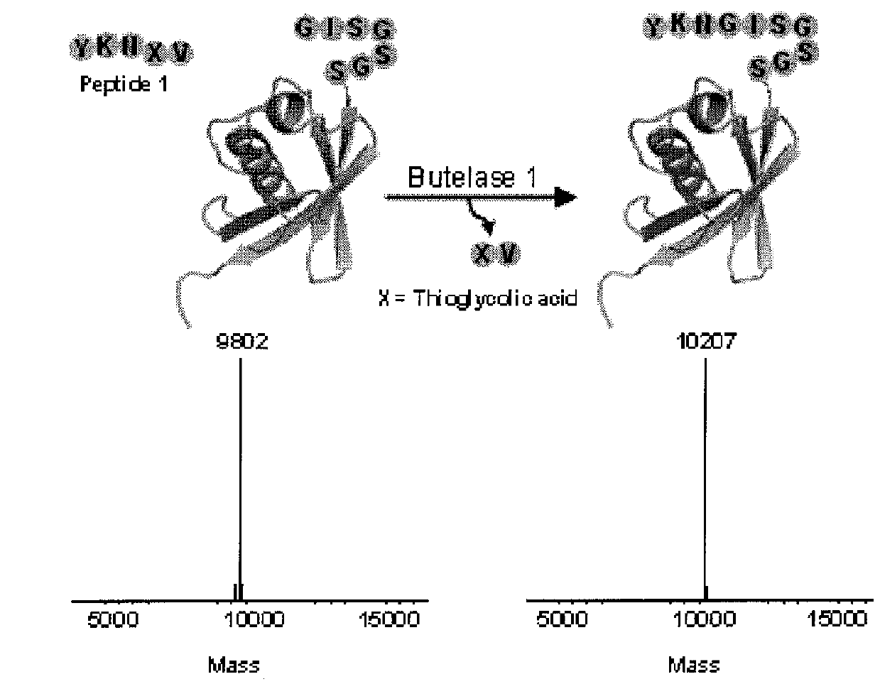 Butelase-mediated peptide ligation