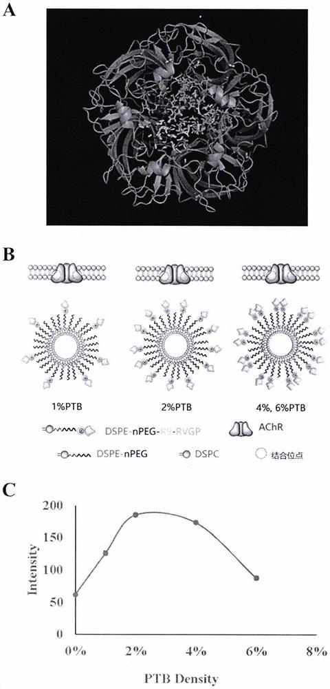 Novel brain-targeted cell-penetrating peptide and application thereof in lipidosome