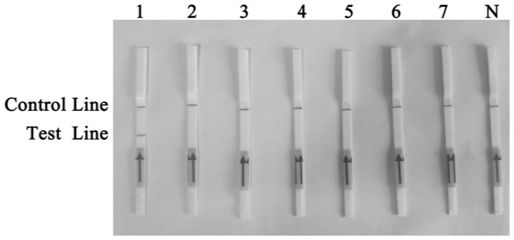 A new specific detection target phibe_s00003g00002.1 of Phytophthora winteris and its application