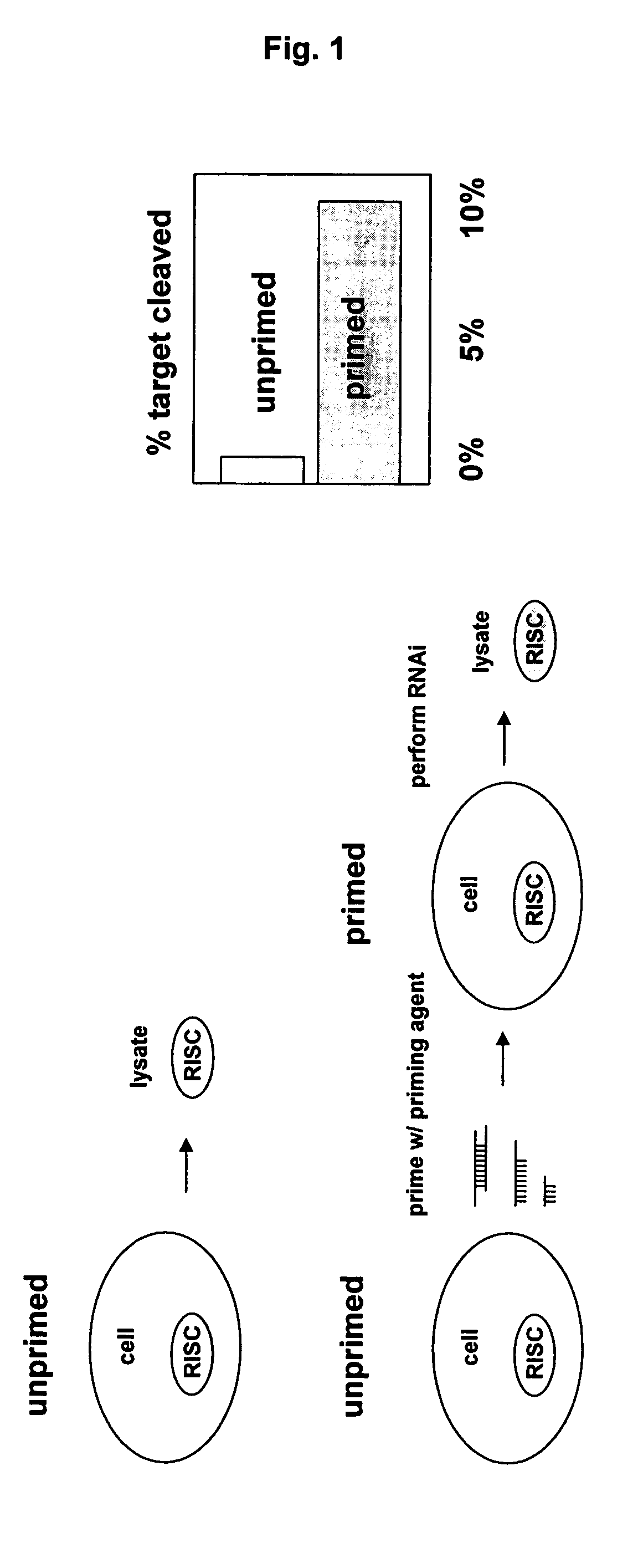 Methods and compositions for enhancing RISC activity in vitro and in vivo