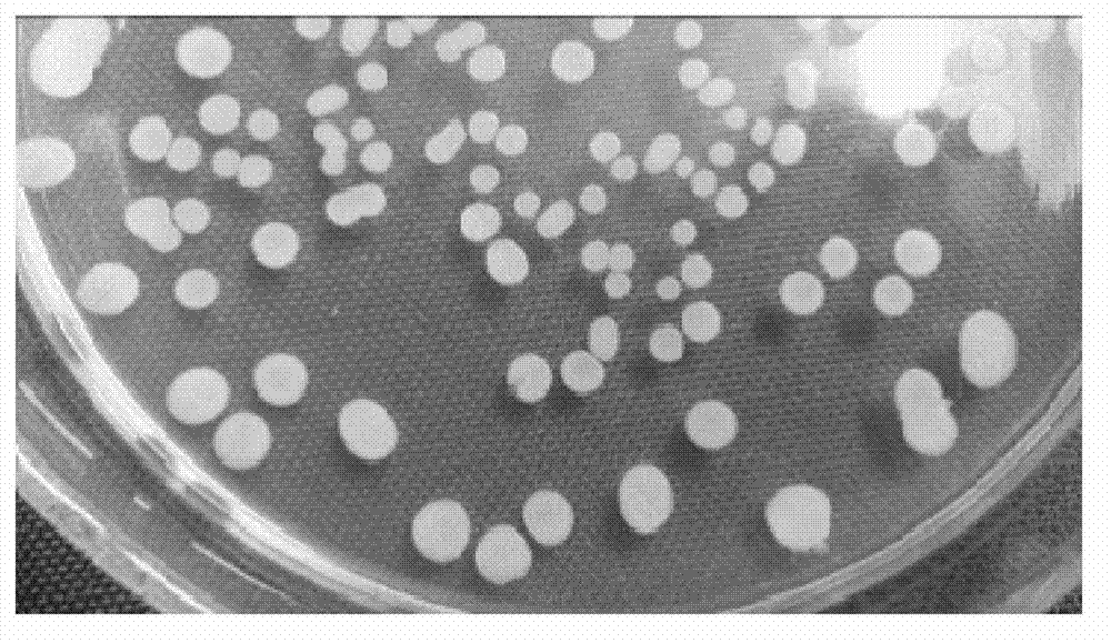 Bacillus subtilis 9A and application thereof