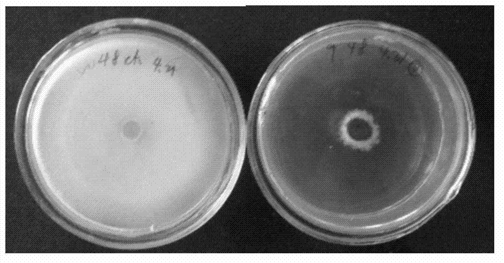 Bacillus subtilis 9A and application thereof