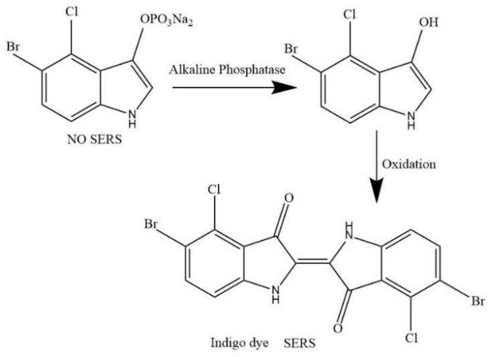 Method for quantitatively detecting alkaline phosphatase in seawater based on surface enhanced Raman spectroscopy technology