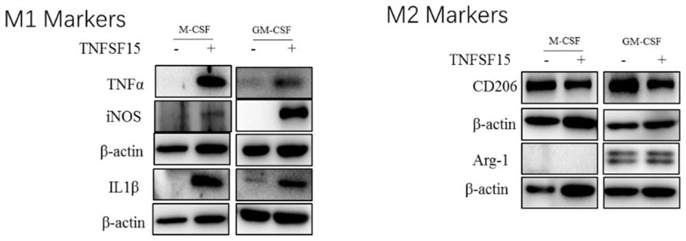 Application of TNFSF15 protein as macrophage immunopotentiator and activation method of TNFSF15 protein