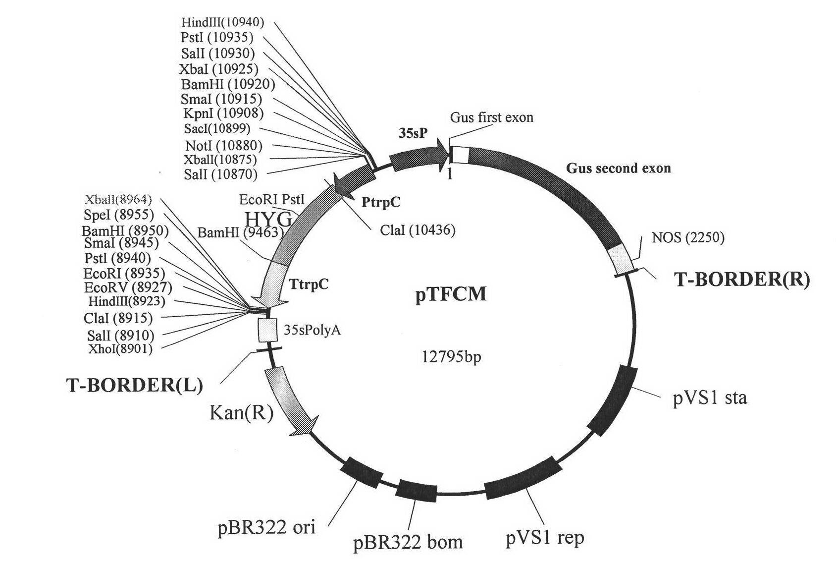 Method for genetic transformation of agrobacterium tumefaciens mediated sclerotinia sclerotiorum