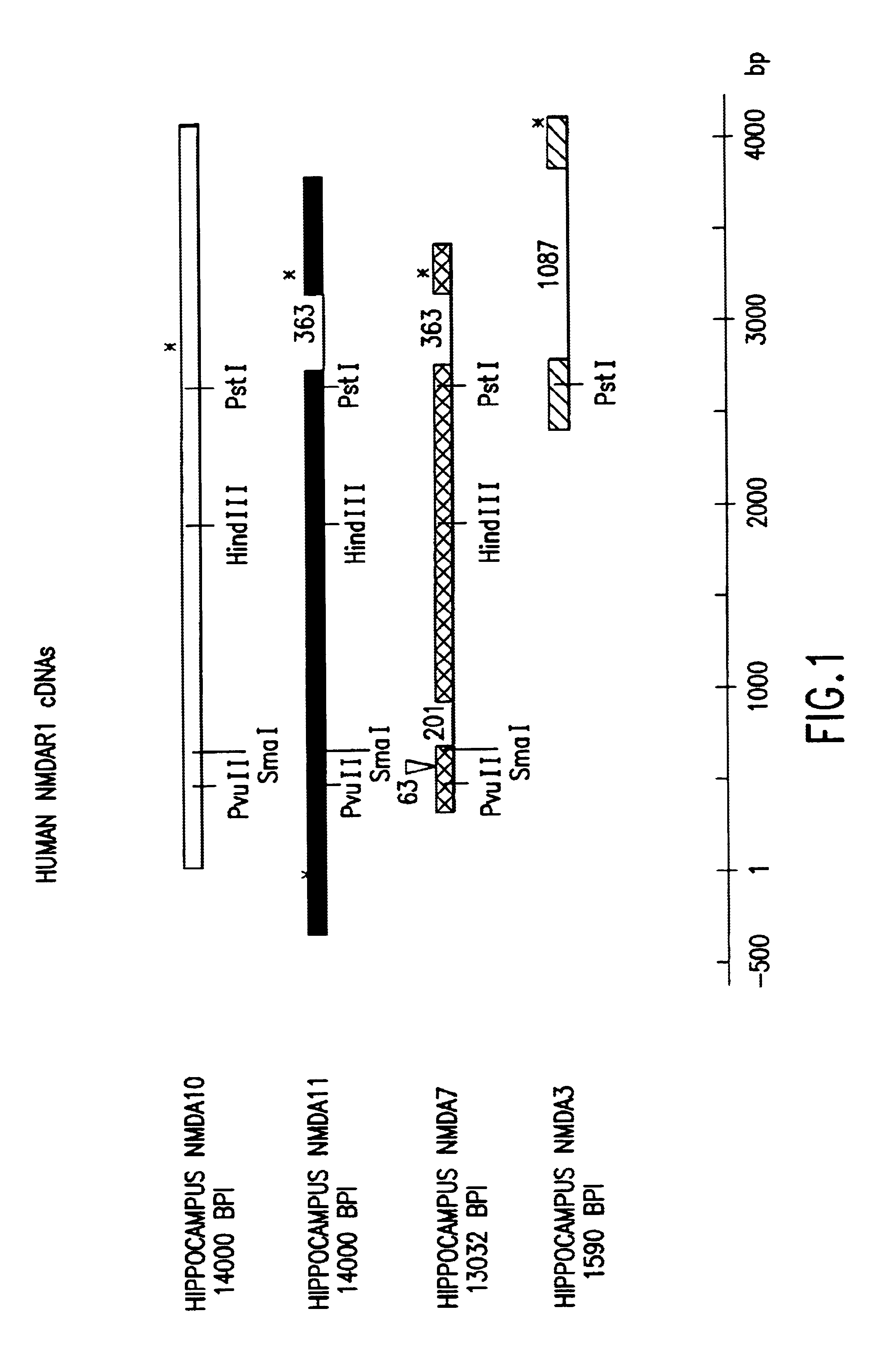 Human N-methyl-D-aspartate receptor subunits nucleic acids encoding same and uses therefor