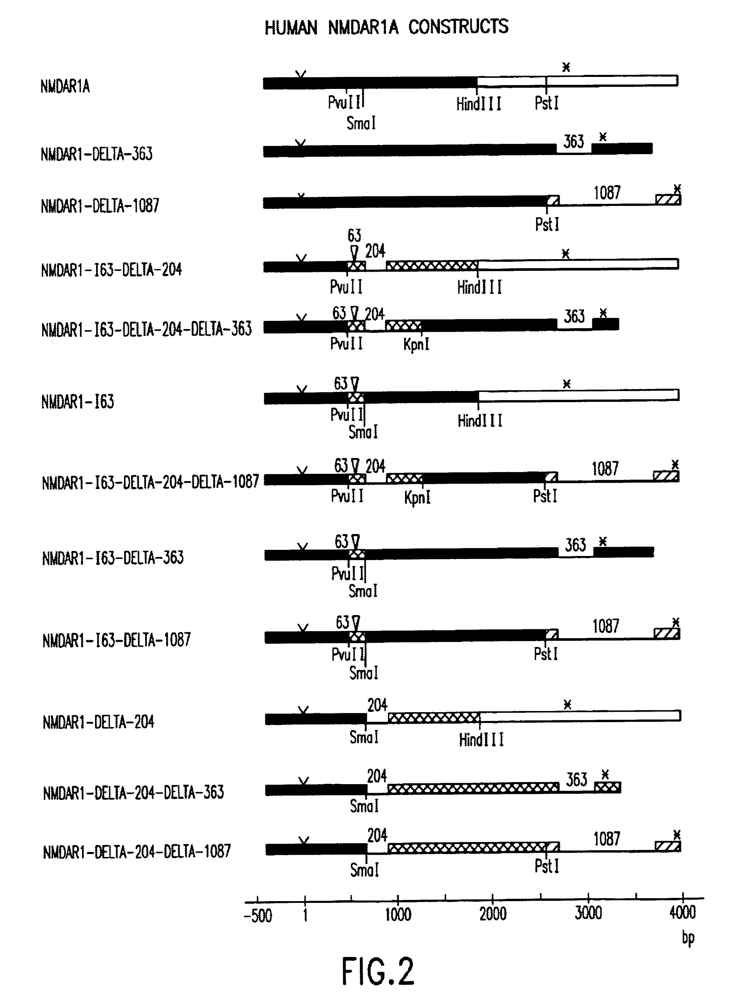 Human N-methyl-D-aspartate receptor subunits nucleic acids encoding same and uses therefor