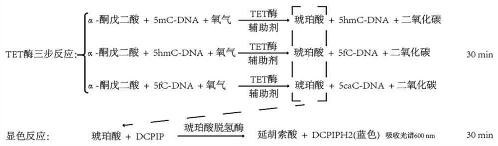 TET enzyme activity determination method and high-throughput screening method of TET enzyme activity micromolecule activator or inhibitor