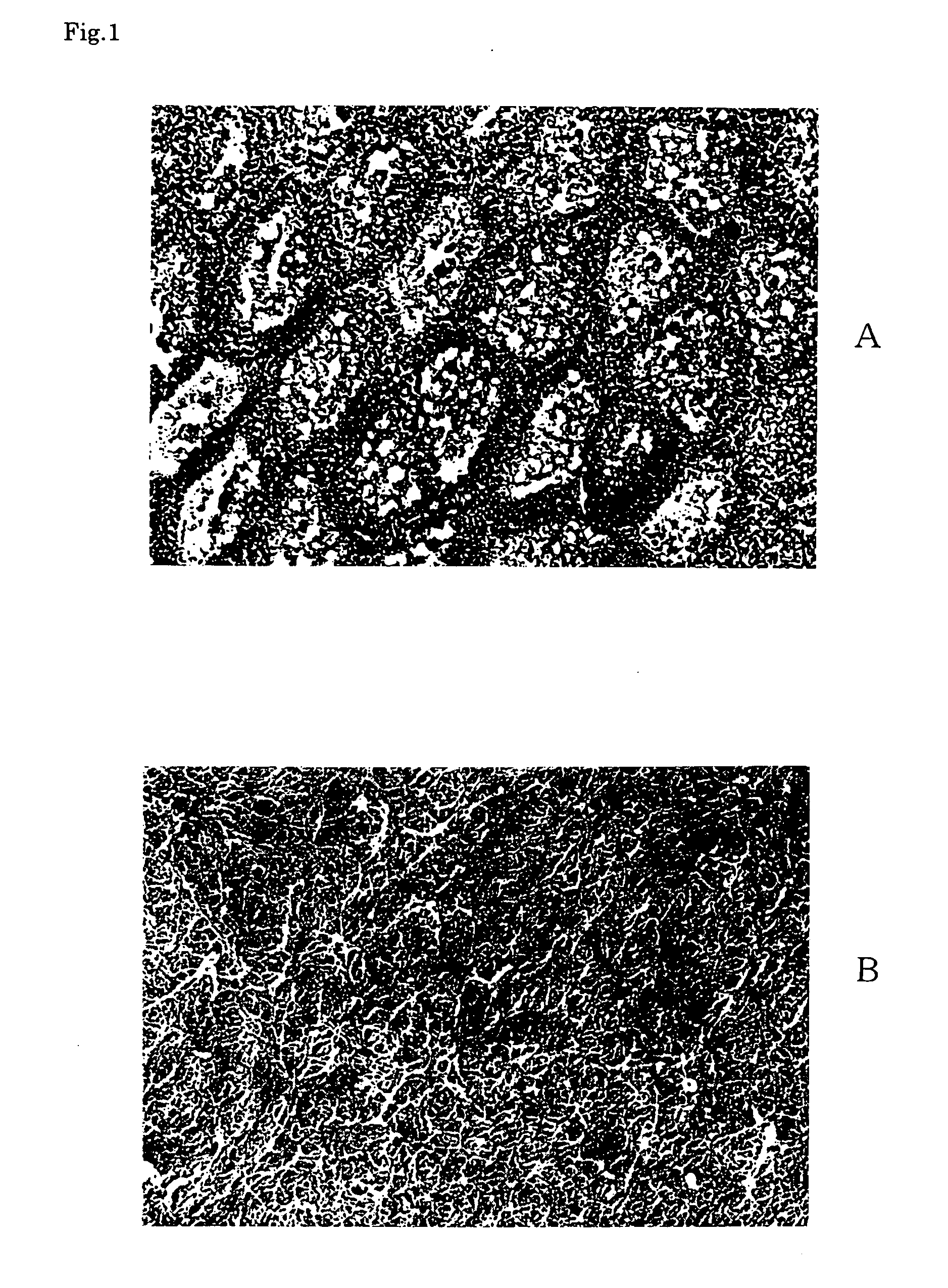 Ectocornea-like sheet and method of constructing the same