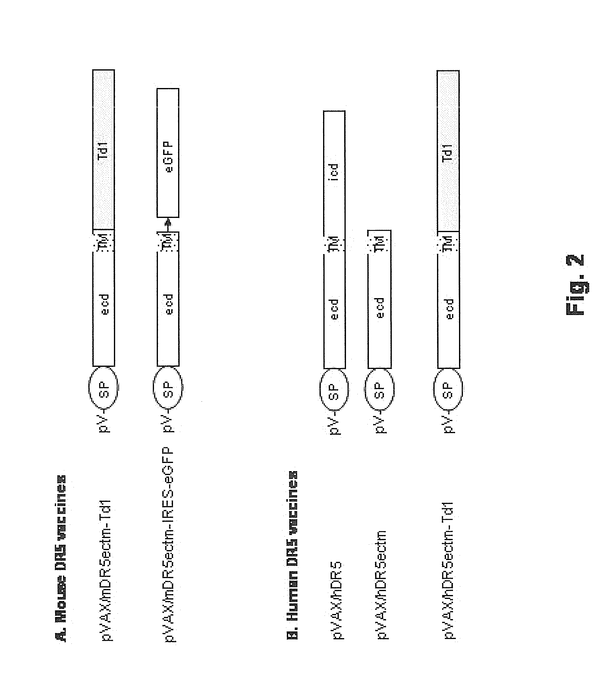 Vaccines targeting cellular death receptors