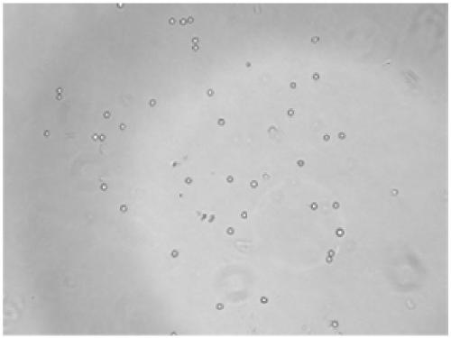 Amphibian cell dissociation kit