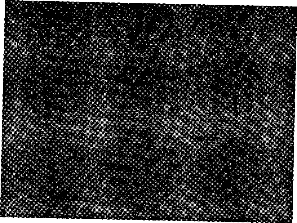 Vibrio harveyi recombined outer-membrane protein Ompk microspheres vaccine and preparation method thereof
