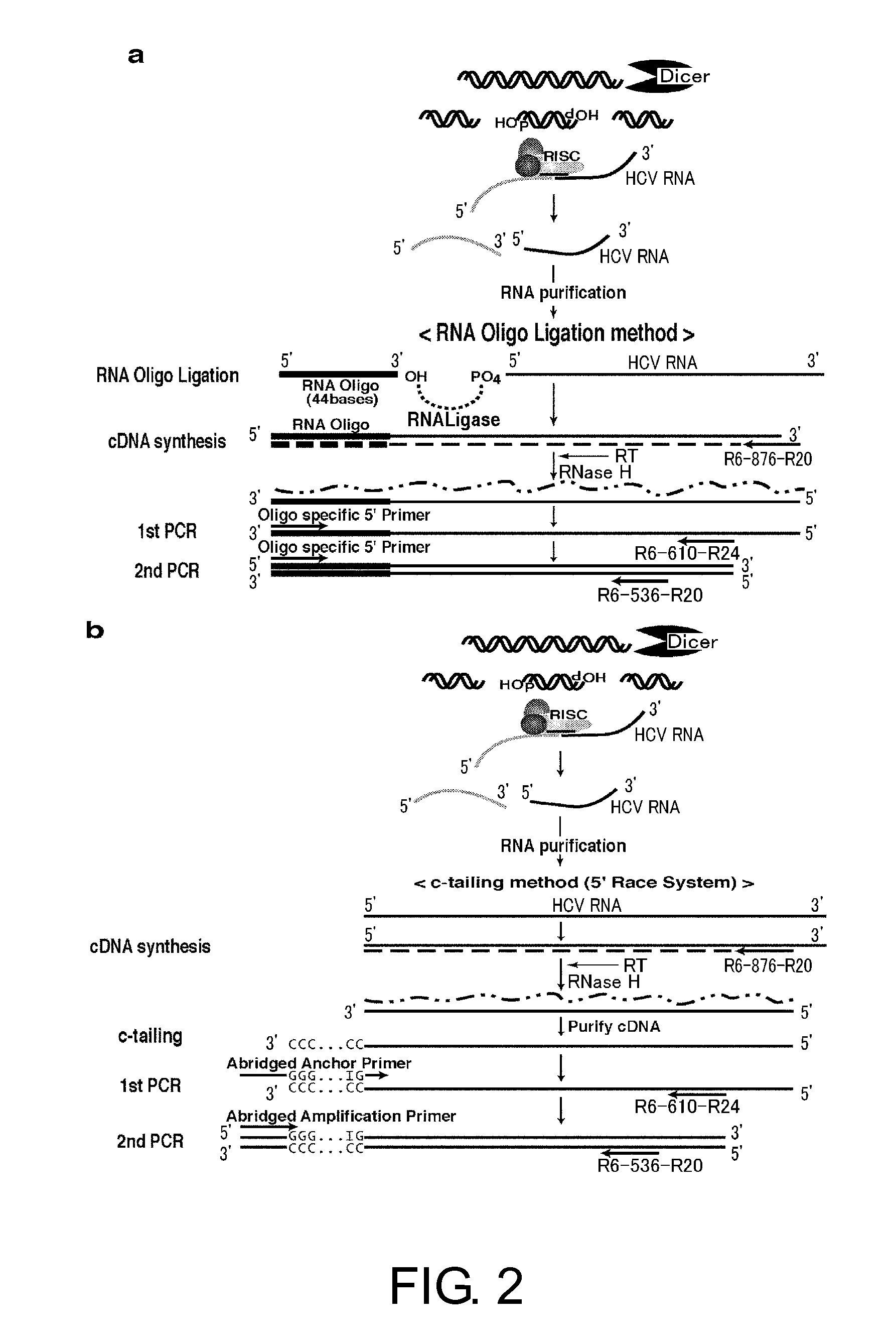 Oligoribonucleotide or Peptide Nucleic Acid Capable of Inhibiting Activity of Hepatitis C Virus