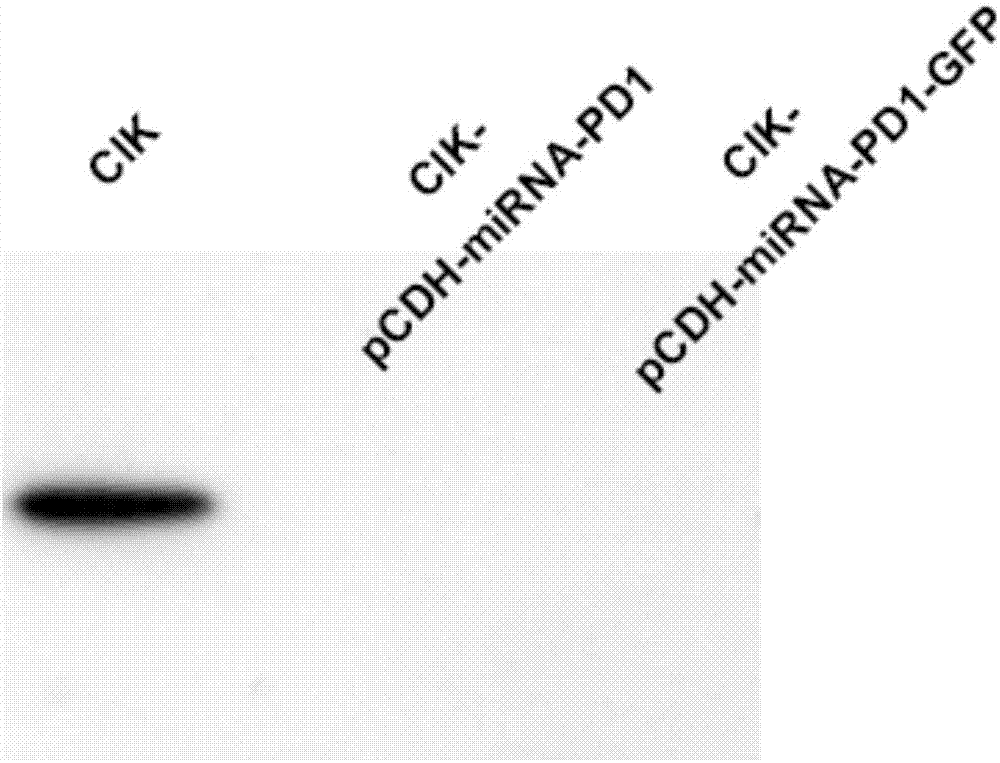 CIK (Cytokine-Induced Killer Cell) capable of knocking down expression of endogenous PD-1 (programmed death 1) and preparation method and application thereof