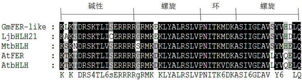 Soybean bHLH transcription factor gene GmFER and encoded protein and application thereof