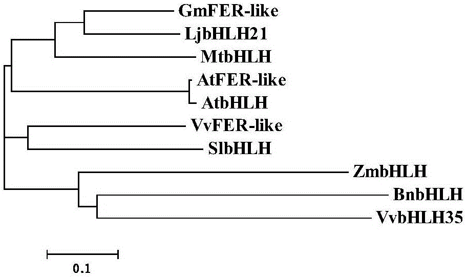 Soybean bHLH transcription factor gene GmFER and encoded protein and application thereof