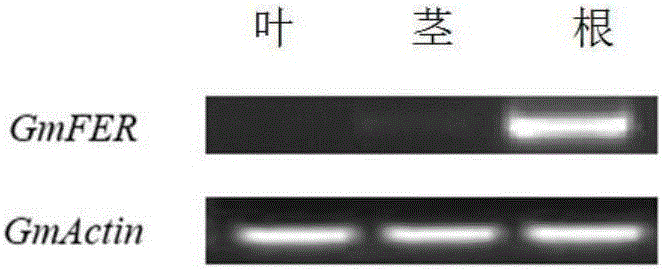 Soybean bHLH transcription factor gene GmFER and encoded protein and application thereof