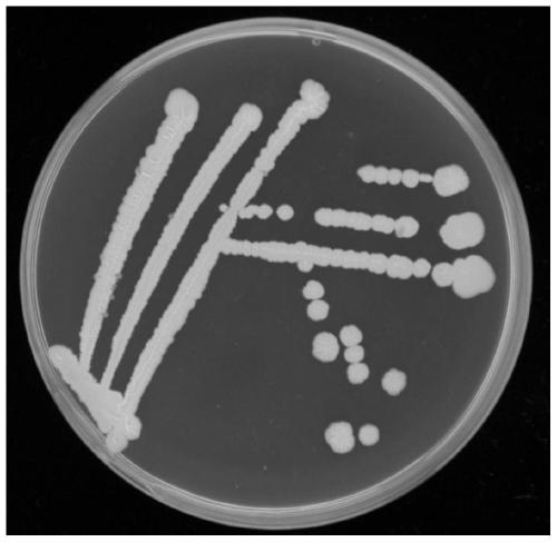 Strain of bacillus altitudinis and application thereof in prevention and treatment of peronophythora litchii