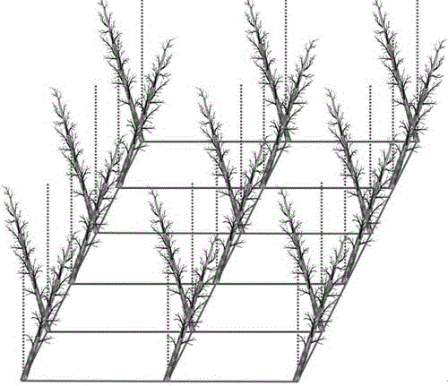 A high-light-efficiency double-plant thin V-shaped cultivation method for moderately dense peach