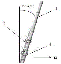 A high-light-efficiency double-plant thin V-shaped cultivation method for moderately dense peach