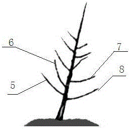 A high-light-efficiency double-plant thin V-shaped cultivation method for moderately dense peach