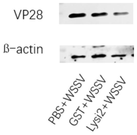 A kind of Procambarus clarkii type I lysozyme glysi2 gene, its encoded glysi2 protein and application thereof