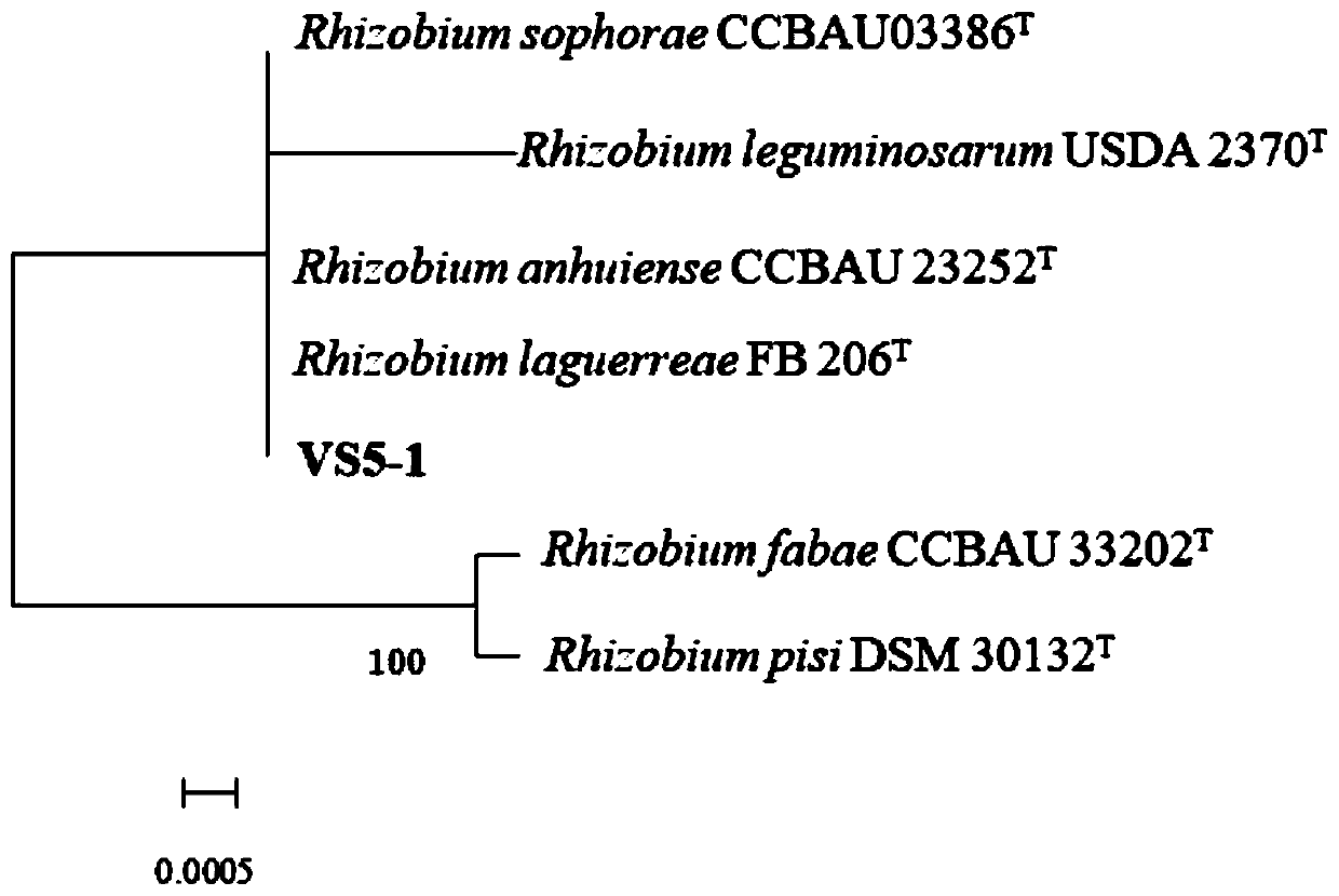 A kind of pea rhizobia strain vs5-1 and its application