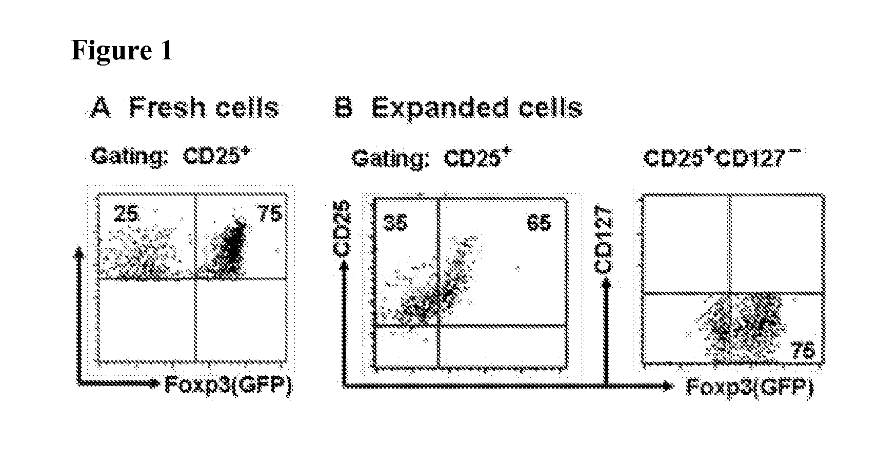 Methods for the enrichment of viable foxp3+ cells and uses thereof