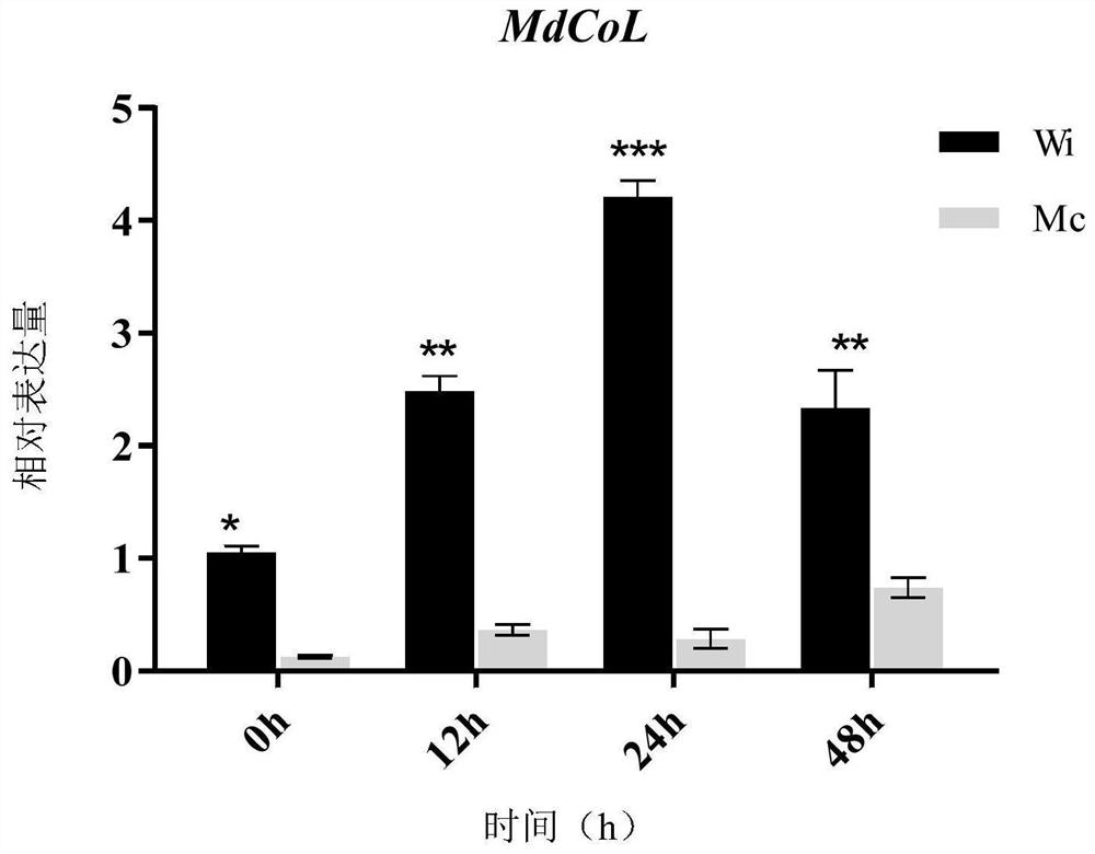 Application of mdcol Gene of Cylindrical Apple in Improving Stress Resistance of Plants