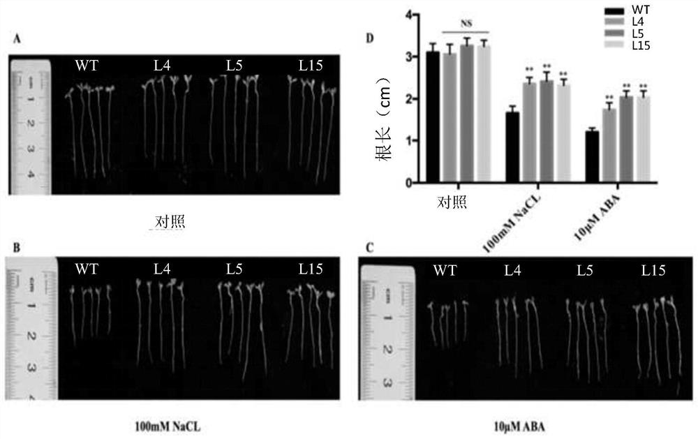 Application of mdcol Gene of Cylindrical Apple in Improving Stress Resistance of Plants