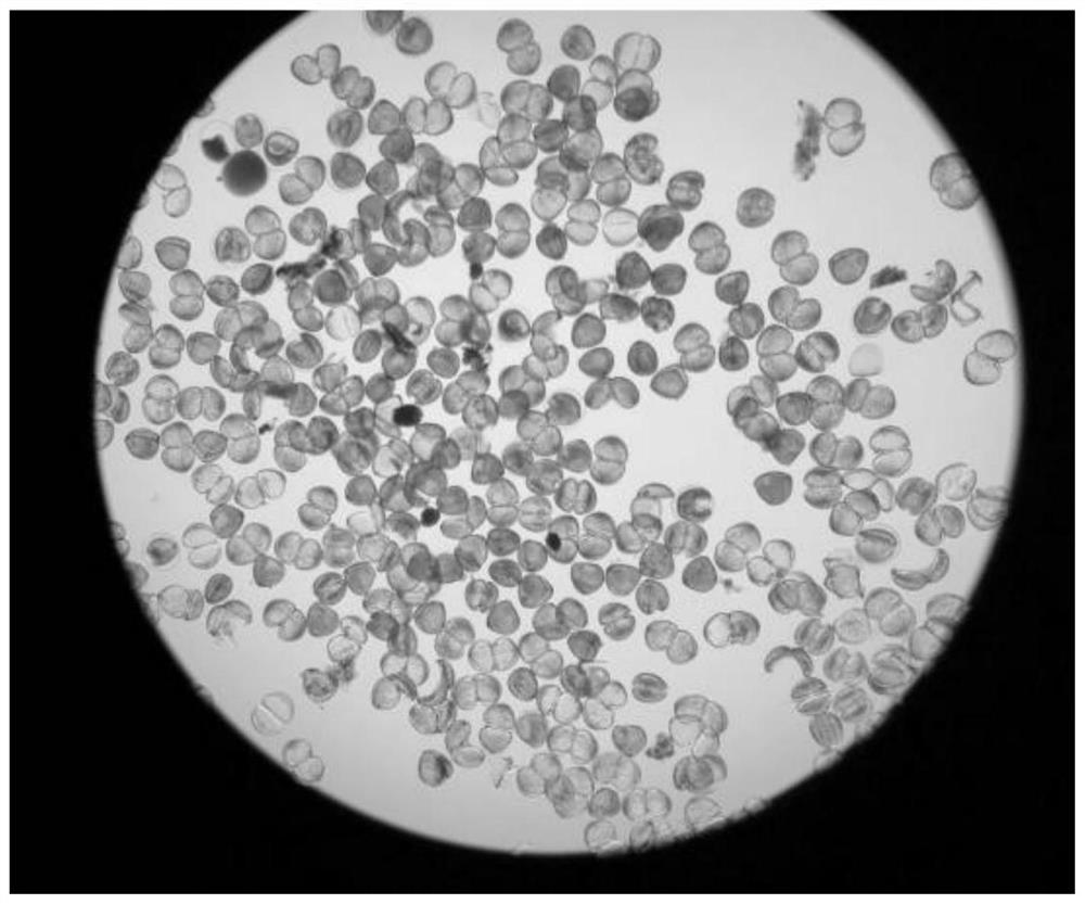 Artificial breeding method of arconaia lanceolata